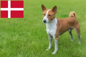 Lees meer over het artikel Basenji fokkers en pups in Denemarken