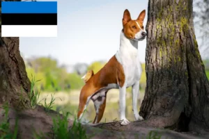 Lees meer over het artikel Basenji fokkers en pups in Estland