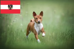 Lees meer over het artikel Basenji fokkers en pups in Oostenrijk