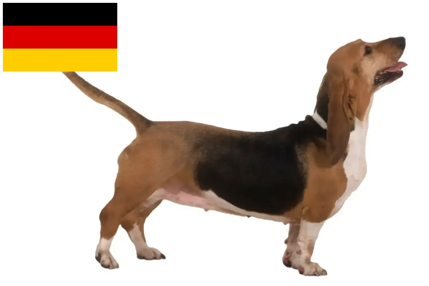 Lees meer over het artikel Basset Artésien Normand fokkers en pups in Duitsland