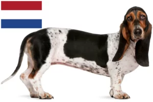 Lees meer over het artikel Basset Artésien Normand fokkers en pups in Nederland