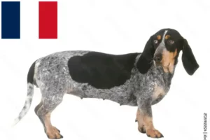 Lees meer over het artikel Basset bleu de Gascogne fokkers en pups in Frankrijk