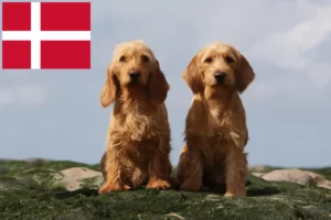 Lees meer over het artikel Basset fauve de Bretagne fokkers en pups in Denemarken