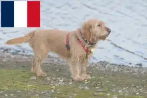 Lees meer over het artikel Basset fauve de Bretagne fokkers en pups in Frankrijk