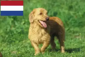 Lees meer over het artikel Basset fauve de Bretagne fokkers en pups in Nederland