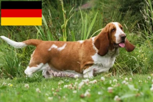 Lees meer over het artikel Basset Hound fokkers en pups in Duitsland