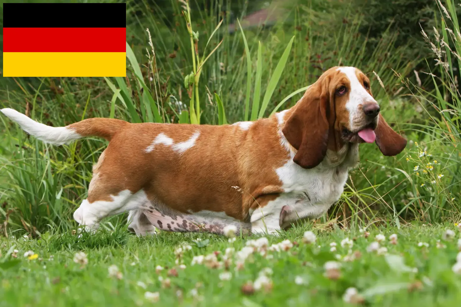 Lees meer over het artikel Basset Hound fokkers en pups in Duitsland