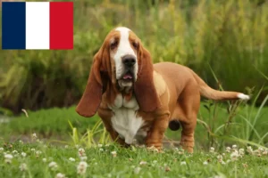 Lees meer over het artikel Basset Hound fokkers en pups in Frankrijk