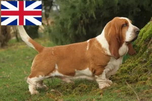 Lees meer over het artikel Basset Hound fokkers en puppies in Groot-Brittannië