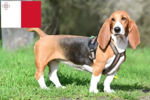 Lees meer over het artikel Basset Hound fokkers en pups in Malta