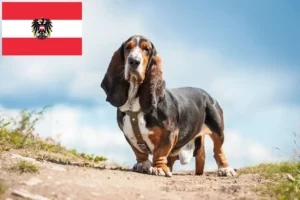 Lees meer over het artikel Basset Hound fokkers en pups in Oostenrijk