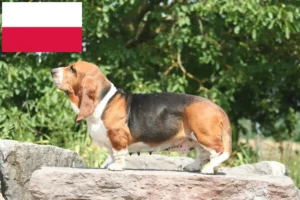 Lees meer over het artikel Basset Hound fokkers en pups in Polen