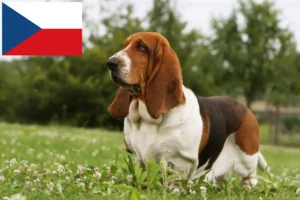 Lees meer over het artikel Basset Hound fokkers en pups in Tsjechië