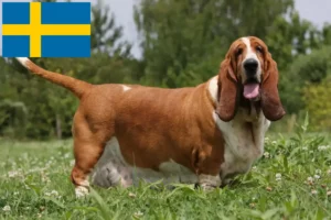 Lees meer over het artikel Basset Hound fokkers en pups in Zweden