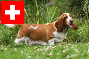 Lees meer over het artikel Basset Hound fokkers en pups in Zwitserland