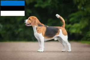Lees meer over het artikel Beagle fokkers en puppy’s in Estland