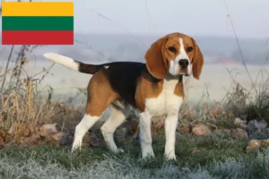 Lees meer over het artikel Beagle fokkers en puppy’s in Litouwen