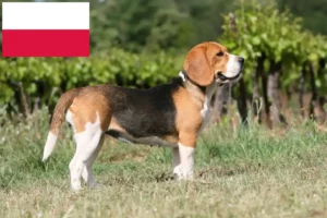 Lees meer over het artikel Beagle fokkers en puppy’s in Polen