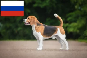 Lees meer over het artikel Beagle fokkers en puppy’s in Rusland