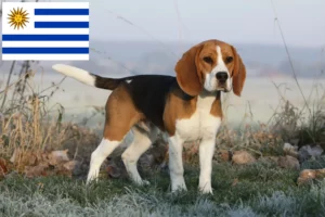 Lees meer over het artikel Beagle fokkers en puppies in Uruguay