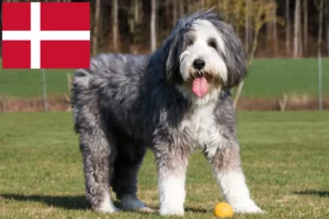 Lees meer over het artikel Baard Collie fokkers en pups in Denemarken