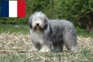 Lees meer over het artikel Baard Collie fokkers en pups in Frankrijk