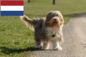 Lees meer over het artikel Bearded Collie fokkers en pups in Nederland