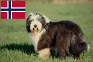 Lees meer over het artikel Baard Collie fokkers en pups in Noorwegen