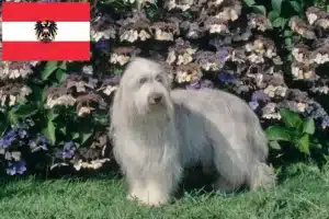 Lees meer over het artikel Bearded Collie fokkers en pups in Oostenrijk