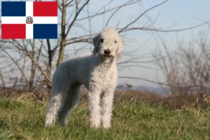 Lees meer over het artikel Bedlington Terrier fokkers en puppies in Dominicaanse Republiek