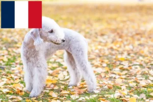 Lees meer over het artikel Bedlington Terrier fokkers en pups in Frankrijk