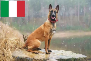 Lees meer over het artikel Belgische Herdershond Fokker en Puppies in Italië