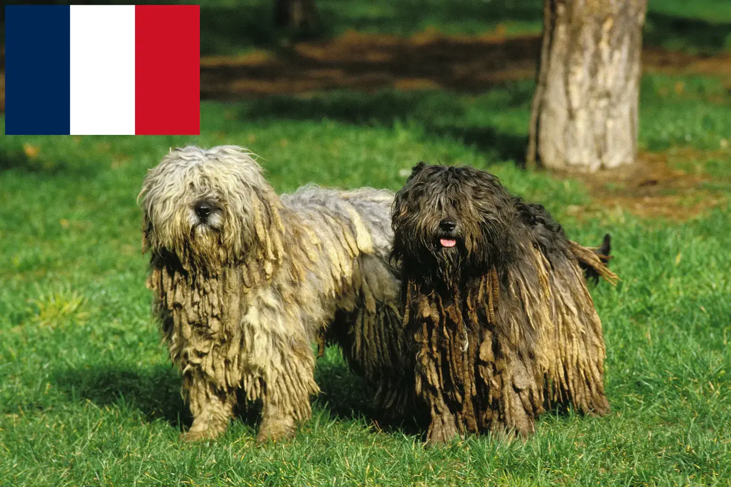 Bergamasco Herdershond Puppies en Fokker Frankrijk Hier vind je Bergamasco Herdershond fokkers in Frankrijk.