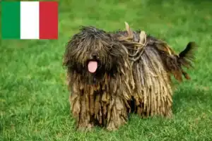 Lees meer over het artikel Bergamasco Herdershond Fokker en Puppies in Italië