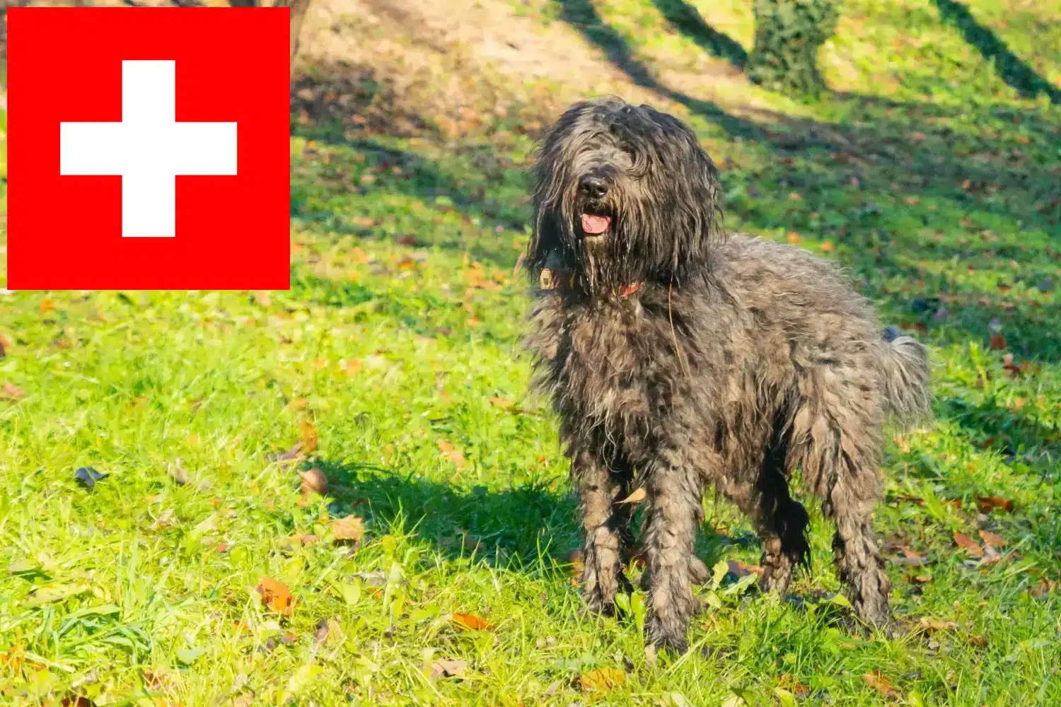 Bergamasco Herdershond Puppies en Fokker Zwitserland Hier vind je Bergamasco Herdershond fokkers in Zwitserland.
