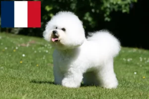 Lees meer over het artikel Bichon Frisé fokkers en pups in Frankrijk