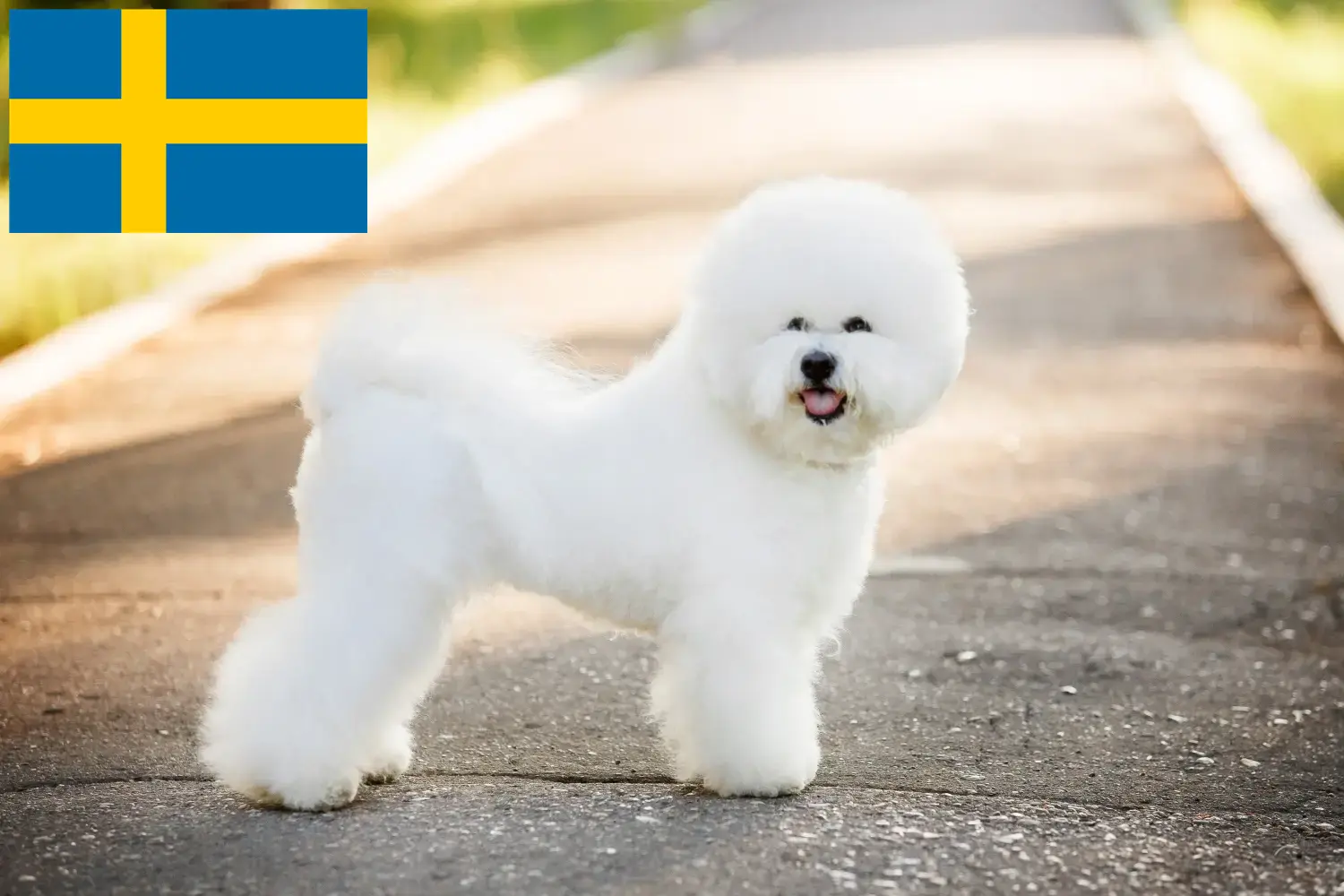 Bichon Frisé puppy's en fokkers Zweden Zoek Bichon Frisé fokkers in Zweden.