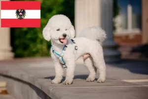 Lees meer over het artikel Bichon Frisé fokkers en pups in Oostenrijk