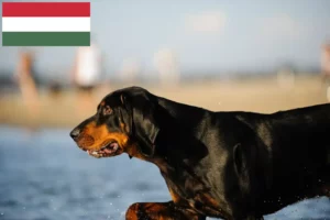 Lees meer over het artikel Black and Tan Coonhound fokkers en pups in Hongarije