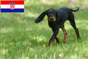 Lees meer over het artikel Black and Tan Coonhound fokkers en pups in Kroatië