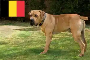 Lees meer over het artikel Boerboel fokkers en puppies in België