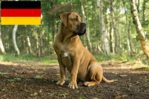 Lees meer over het artikel Boerboel fokkers en puppies in Duitsland