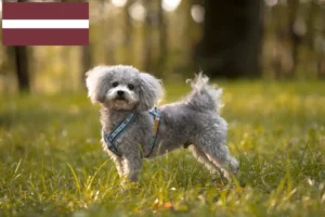 Lees meer over het artikel Bolonka Zwetna fokkers en pups in Letland