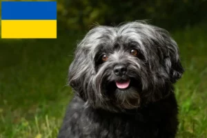 Lees meer over het artikel Bolonka Zwetna fokkers en pups in Oekraïne