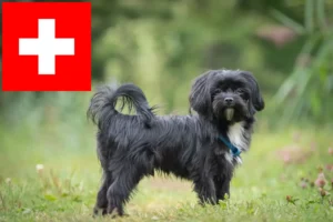 Lees meer over het artikel Bolonka Zwetna fokkers en pups in Zwitserland