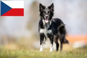 Lees meer over het artikel Border Collie fokkers en pups in Tsjechië