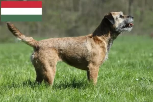 Lees meer over het artikel Border Terriër fokkers en puppies in Hongarije