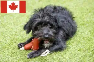 Lees meer over het artikel Bordoodle fokkers en puppies in Canada