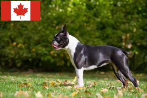 Lees meer over het artikel Boston Terrier fokkers en pups in Canada