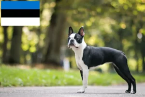 Lees meer over het artikel Boston Terrier fokkers en pups in Estland